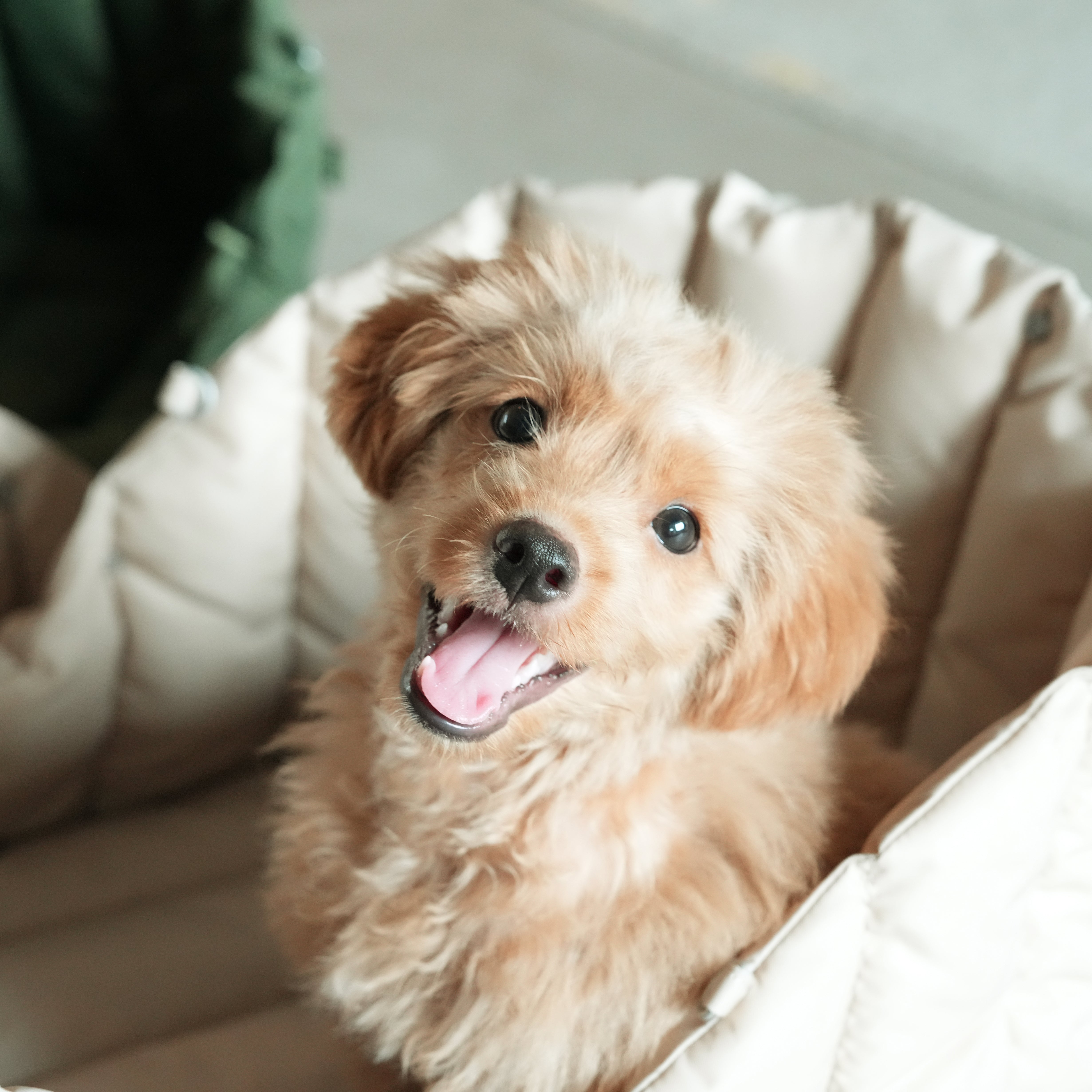 Moral CHAPEL寵物床奶油白色款,寵物狗坐於柔軟床墊內展現舒適感。寬敞床體設計,適合小型犬或貓咪休憩。